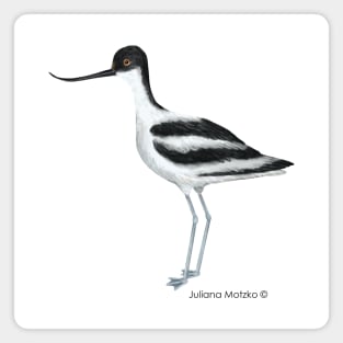 Avocet Bird Realistic Illustration Magnet